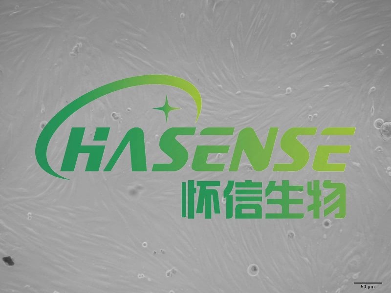 小鼠支氣管成纖維細(xì)胞