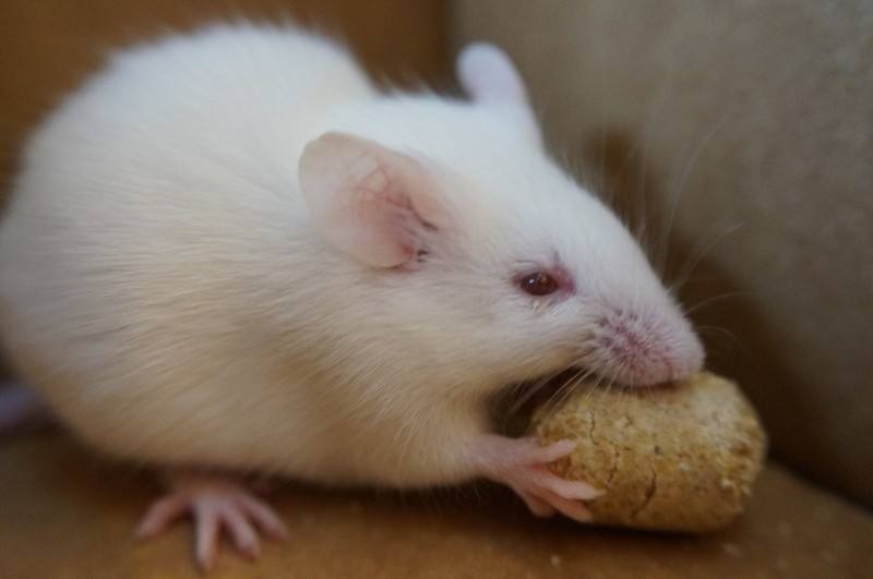 動(dòng)物模型構(gòu)建