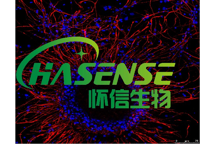 神經(jīng)干細(xì)胞誘導(dǎo)